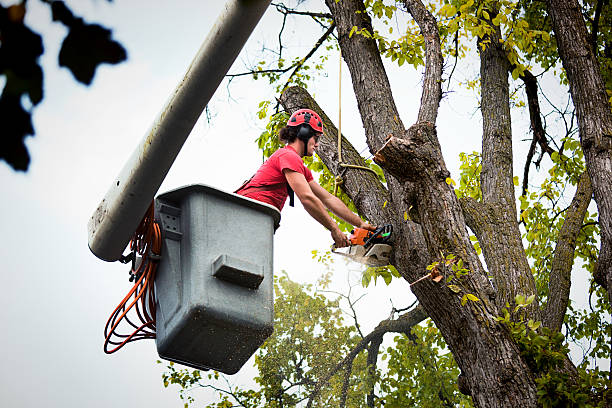 Best Tree Health Inspection  in Richlands, NC